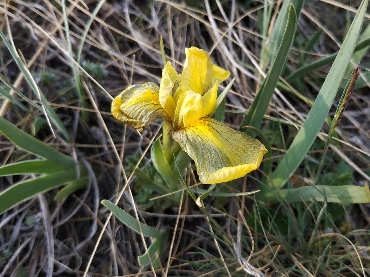 Image of Iris humilis specimen.