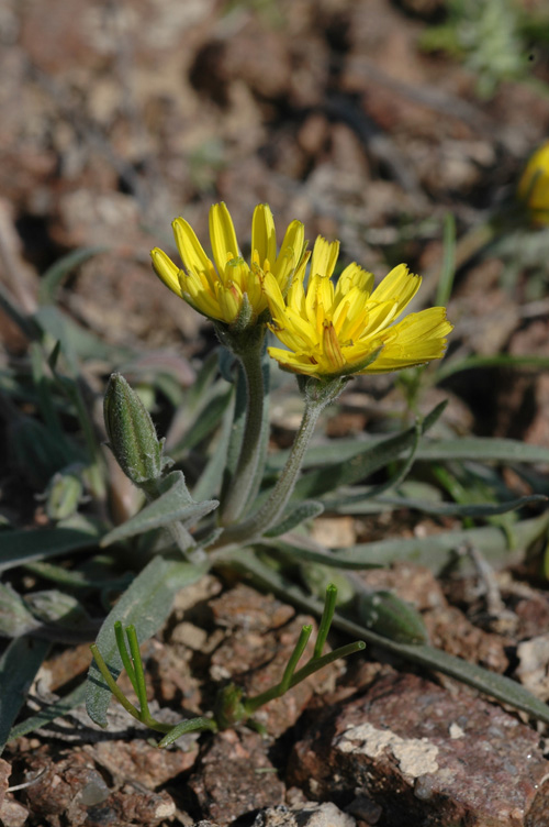 Изображение особи Scorzonera circumflexa.