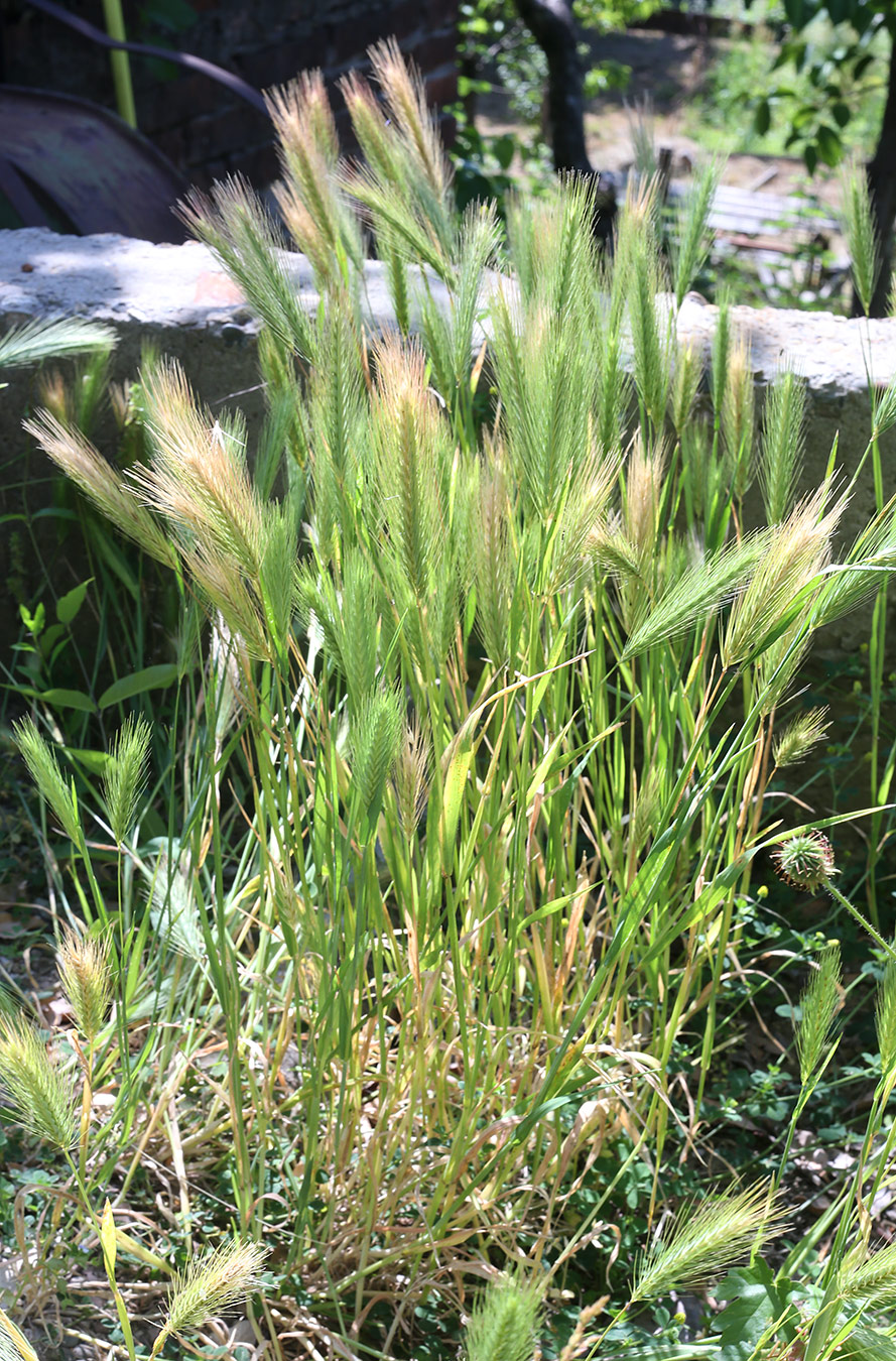Image of genus Hordeum specimen.