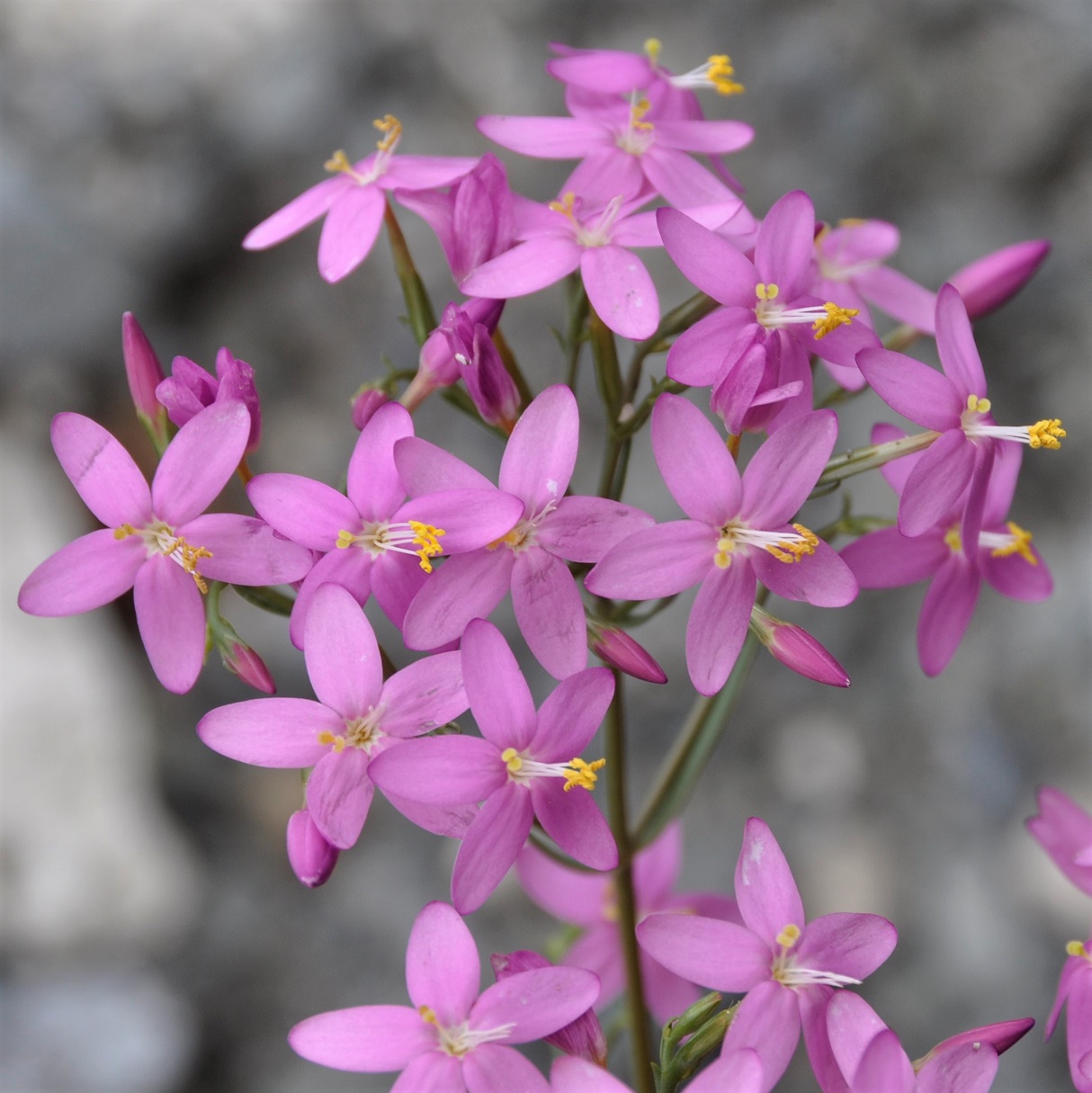 Изображение особи Centaurium erythraea ssp. rhodense.