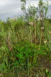 Pulsatilla patens. Плодоносящее растение. Челябинская обл., Кизильский р-н, Богдановское сельское поселение, пос. Грязнушинский, долина р. Урал, каменистая закустаренная степь. 13 июня 2019 г.