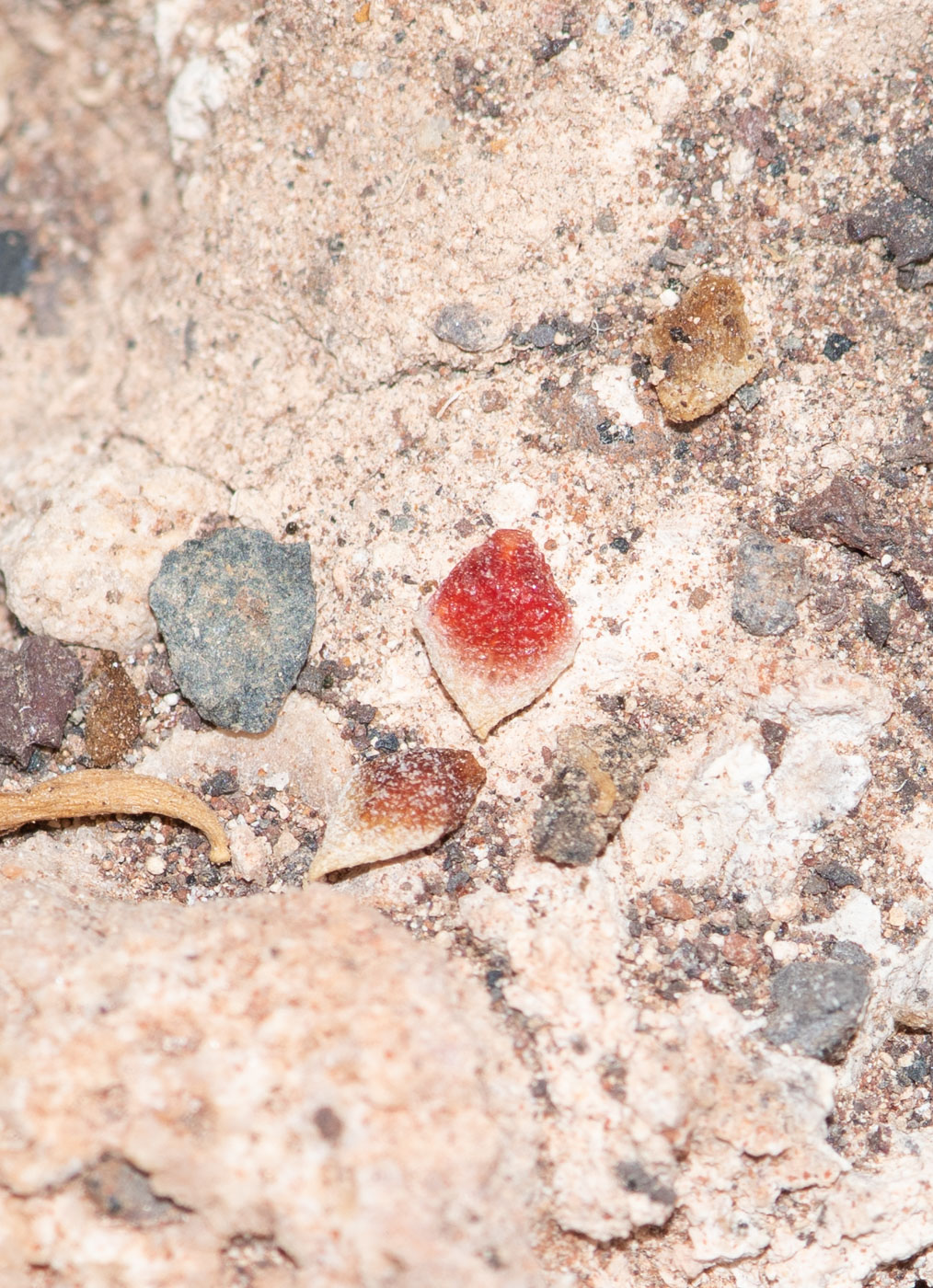 Image of Atriplex semibaccata specimen.