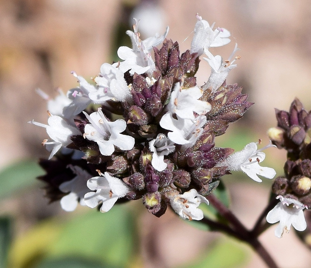 Изображение особи Origanum tyttanthum.