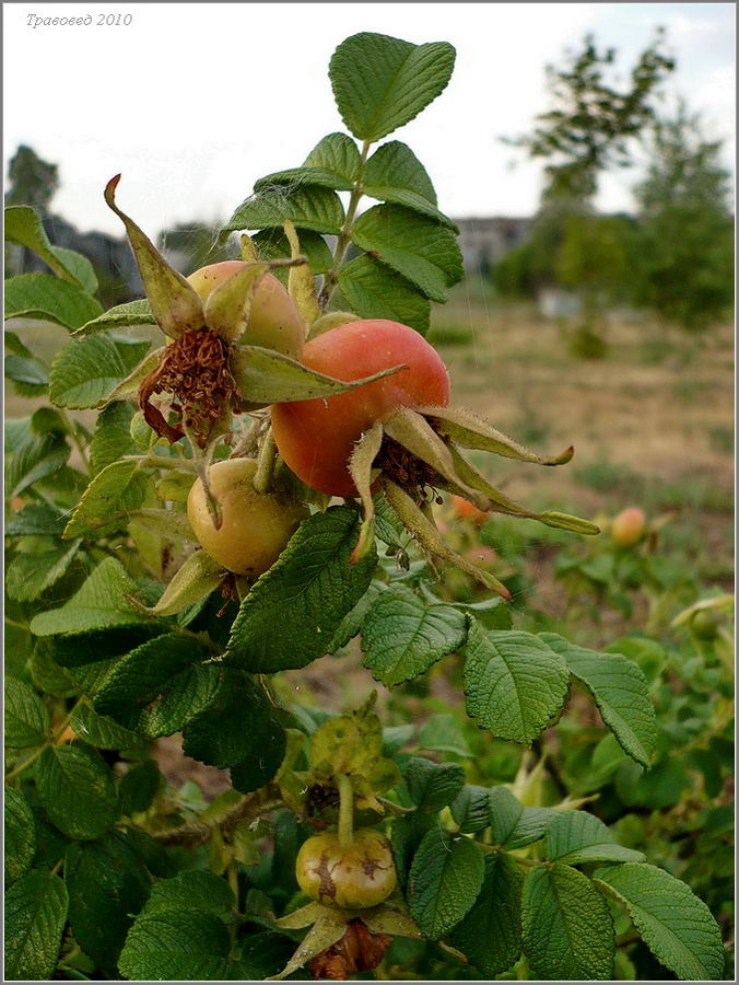 Image of Rosa rugosa specimen.