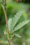 genus Potentilla. Часть побега. Ростовская обл., Аксайский р-н, окр. хут. Александровка, ж.-д. насыпь. 26.05.2019.