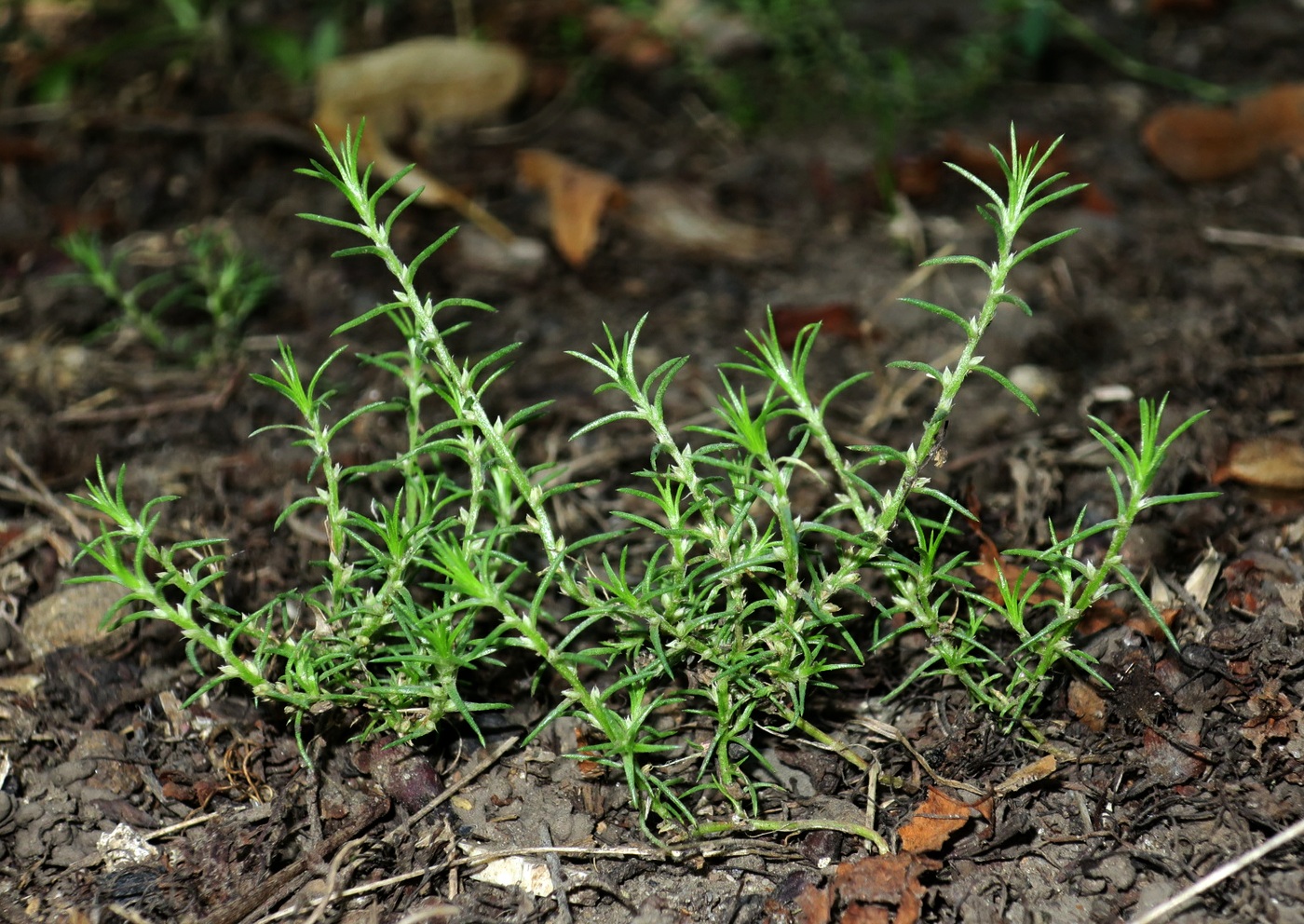 Изображение особи Polycnemum heuffelii.