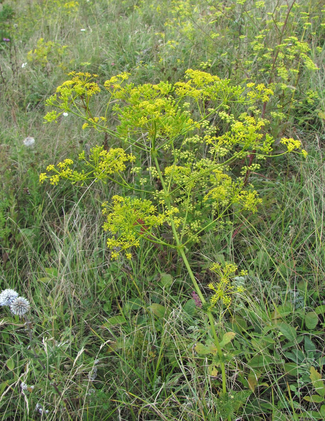 Image of Ferulago galbanifera specimen.