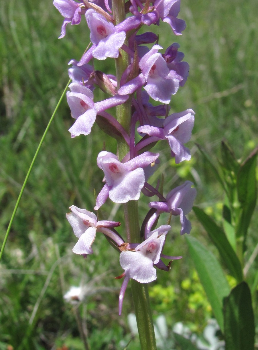 Изображение особи Gymnadenia conopsea.