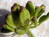 Ferula communis. Плоды. Греция, Эгейское море, о. Парос, окр. пос. Дриос, берег сезонно пересохшей реки. 06.05.2019.