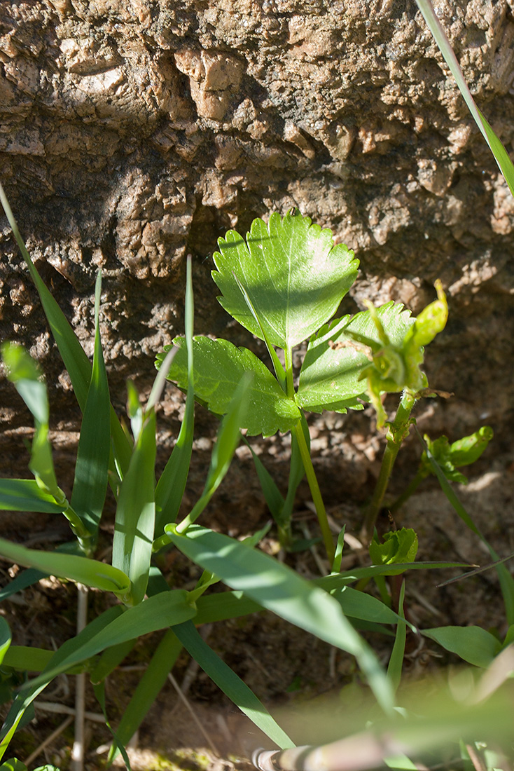 Изображение особи Archangelica litoralis.