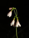 Linnaea borealis