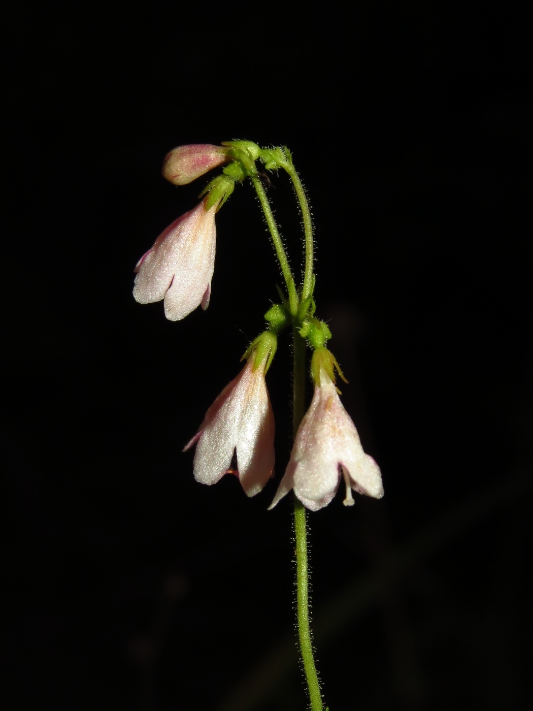 Image of Linnaea borealis specimen.