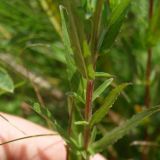 Epilobium tetragonum