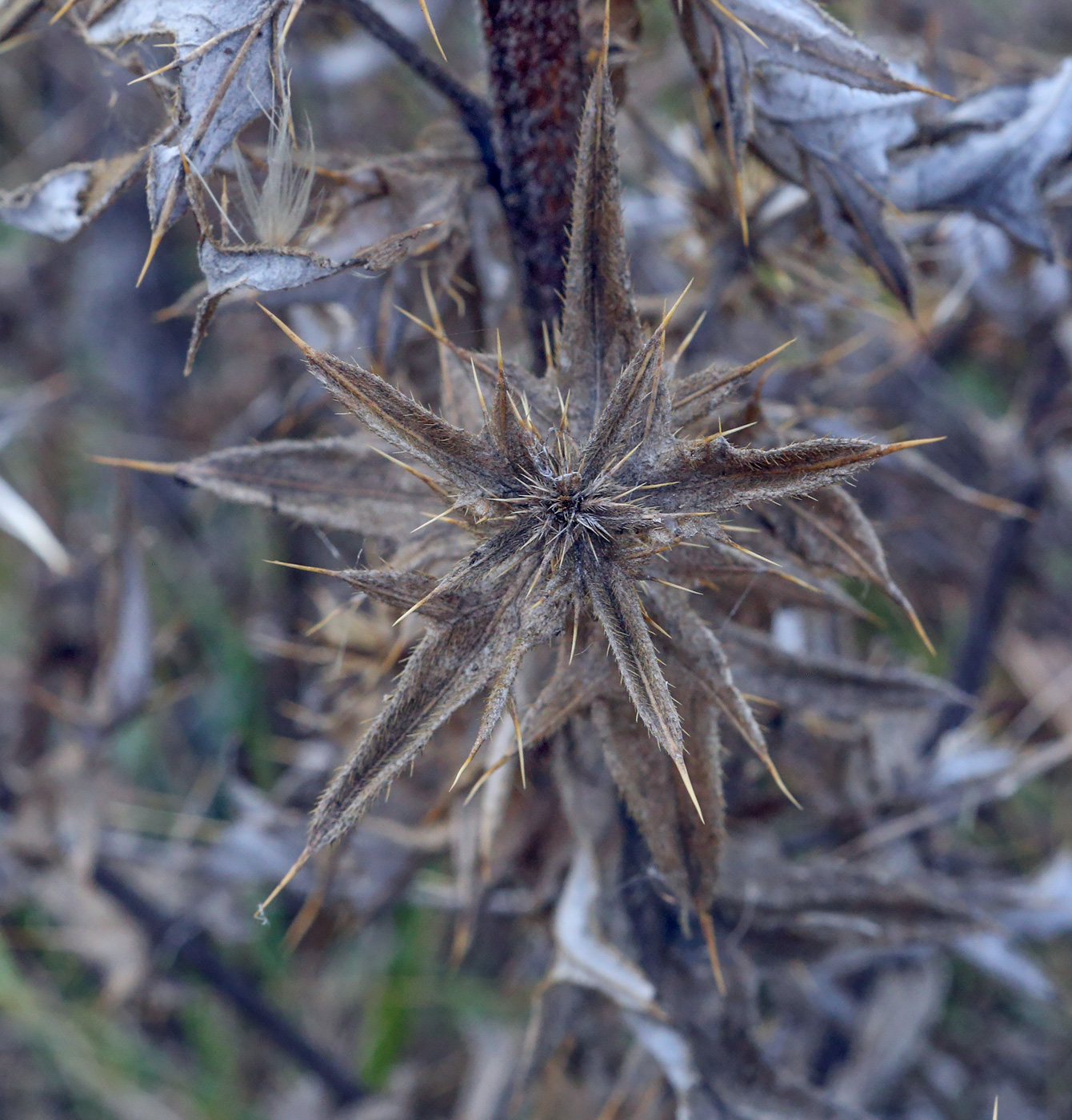 Image of Cirsium vulgare specimen.