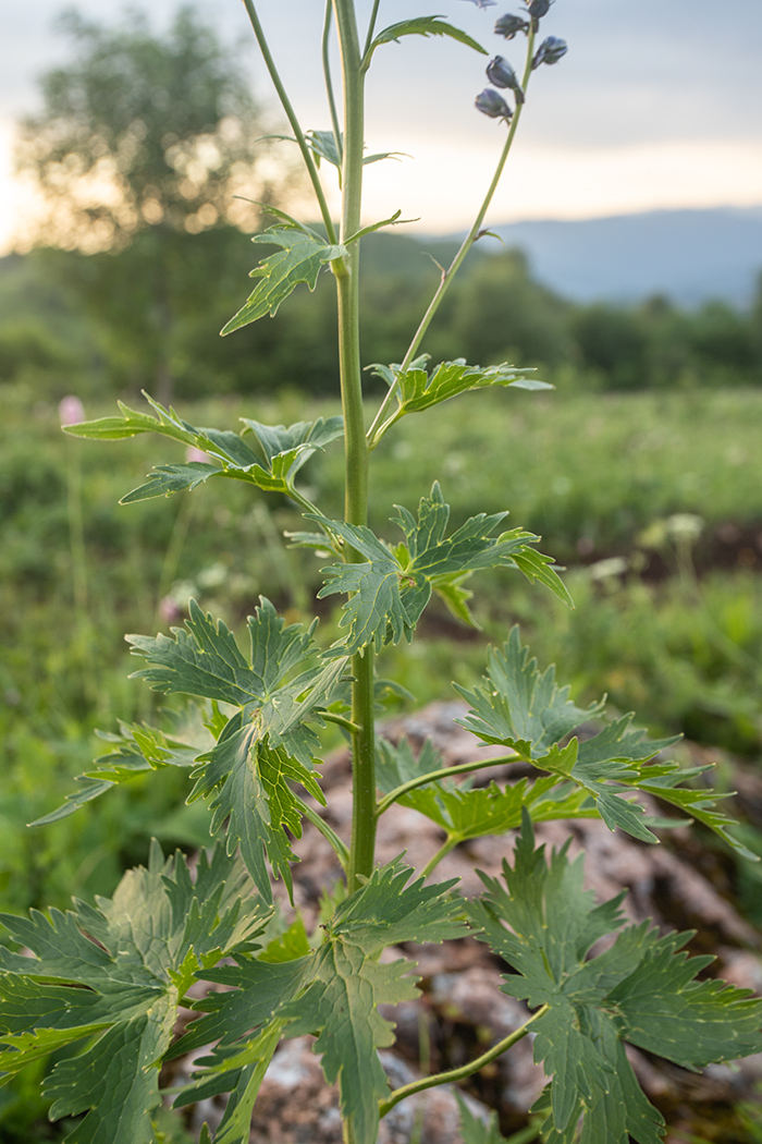 Изображение особи Delphinium flexuosum.