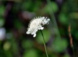 genus Scabiosa