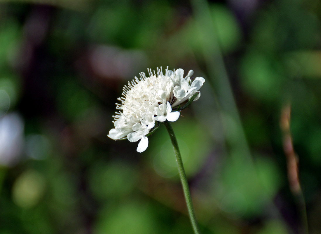 Изображение особи род Scabiosa.