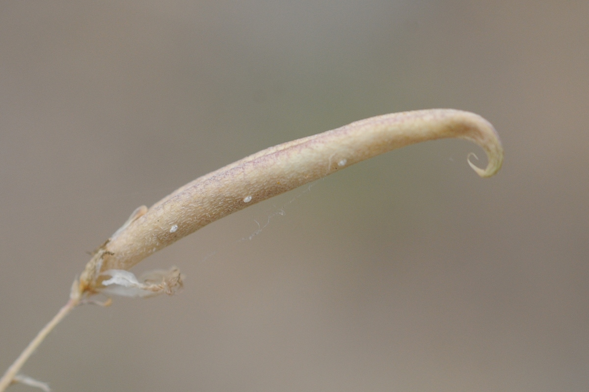 Изображение особи Astragalus campylorhynchus.