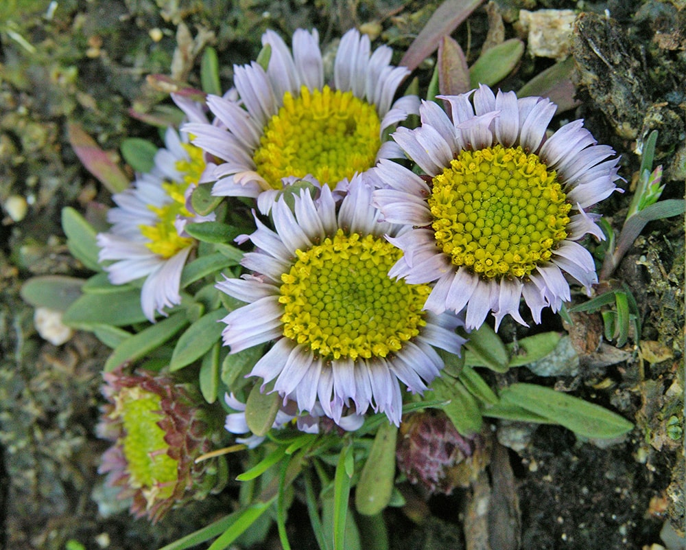 Image of Townsendia rothrockii specimen.