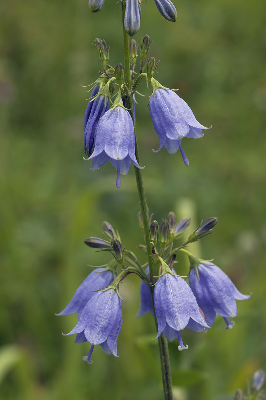 Изображение особи Adenophora triphylla.