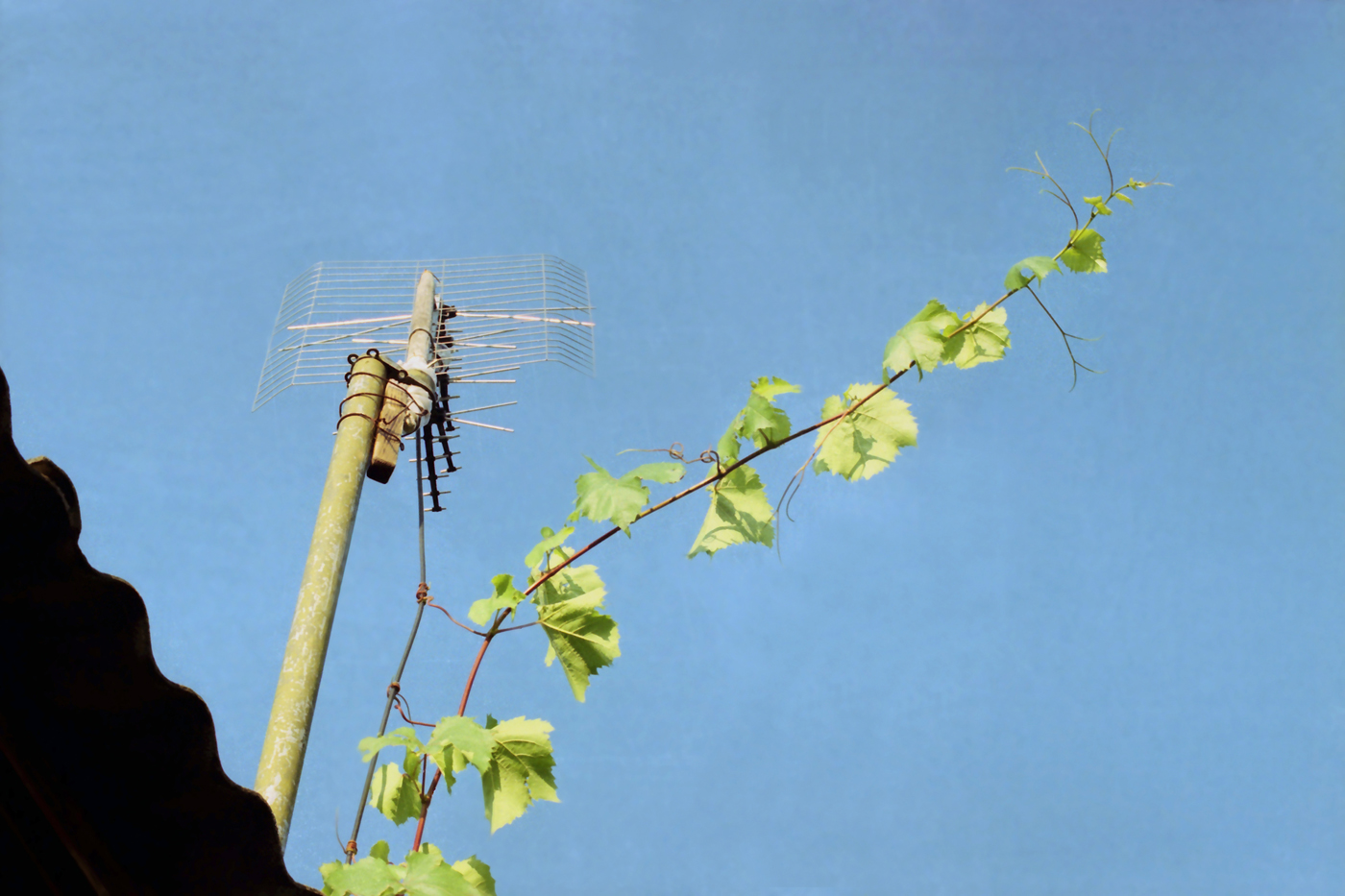 Изображение особи Vitis vinifera.