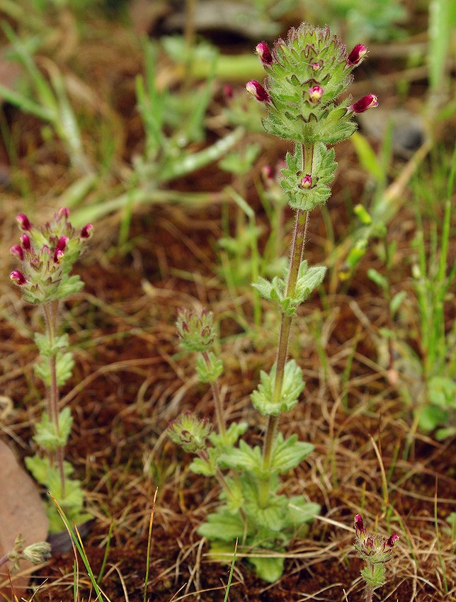 Image of Parentucellia latifolia specimen.