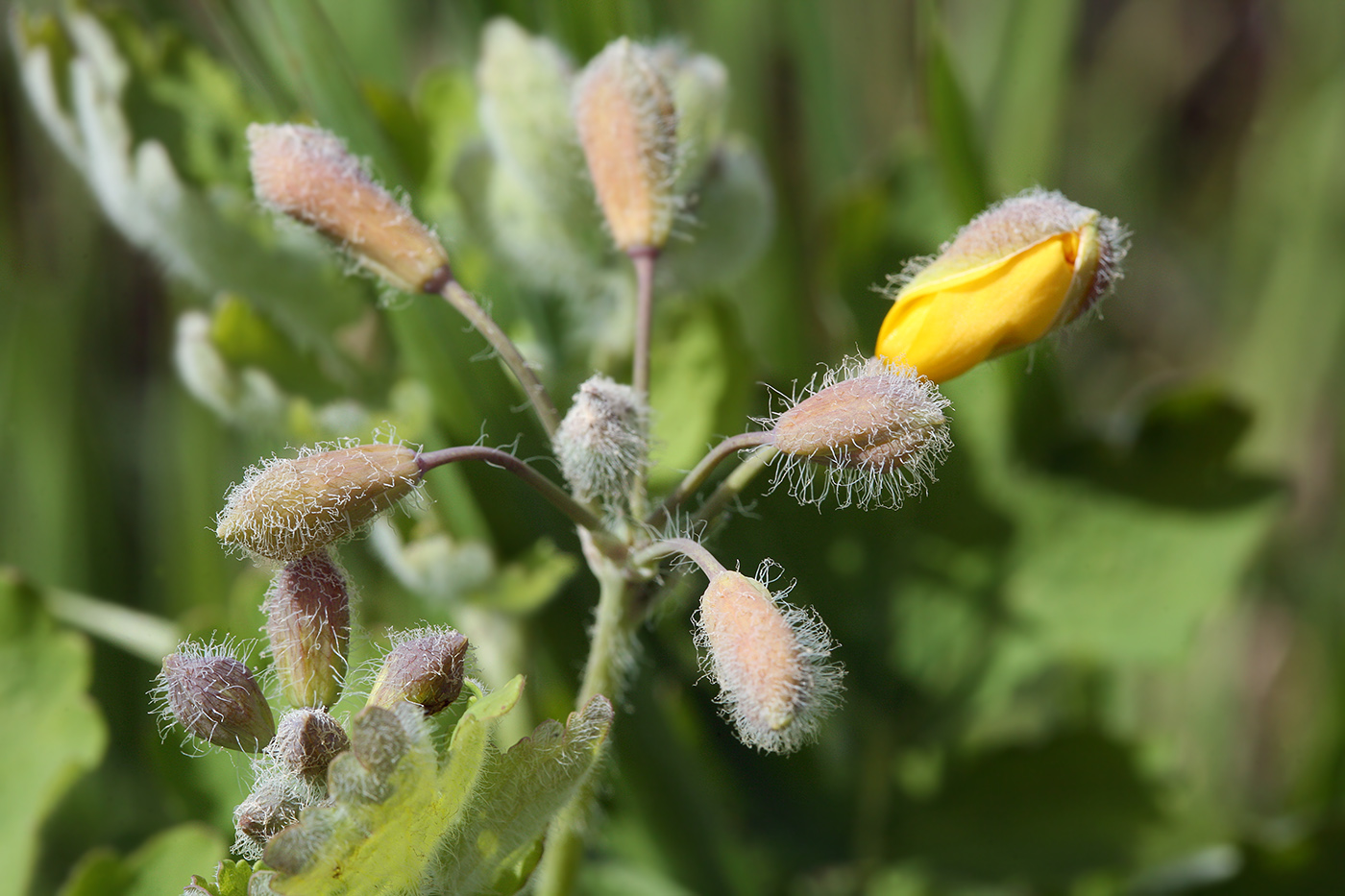 Image of Chelidonium majus specimen.