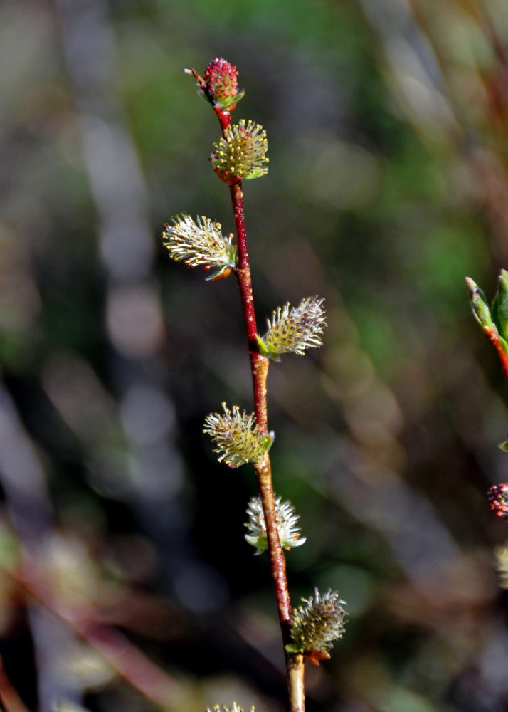 Image of genus Salix specimen.