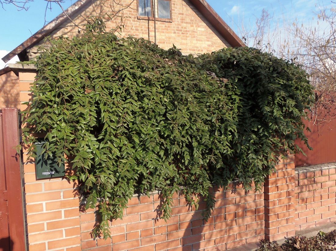 Image of Lonicera japonica specimen.