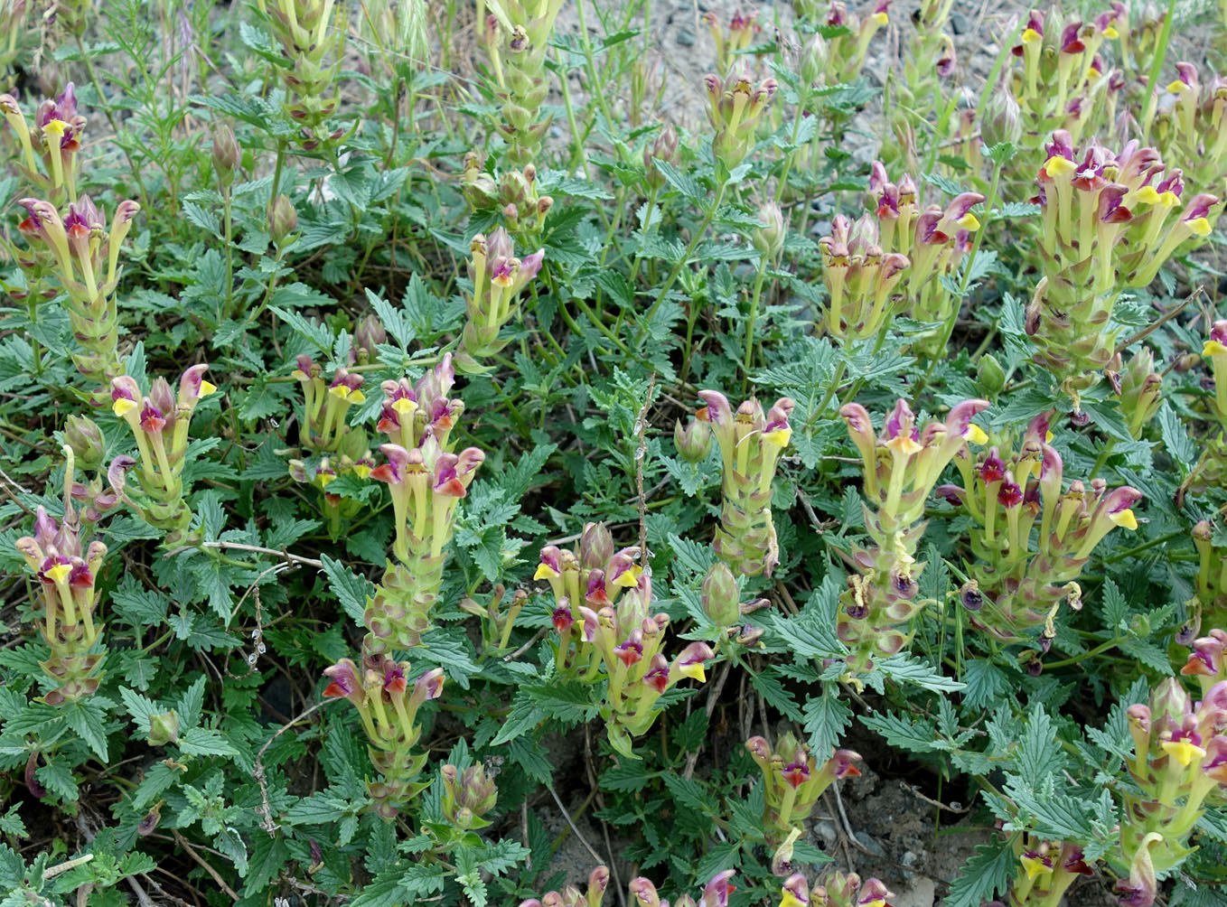 Изображение особи Scutellaria mesostegia.