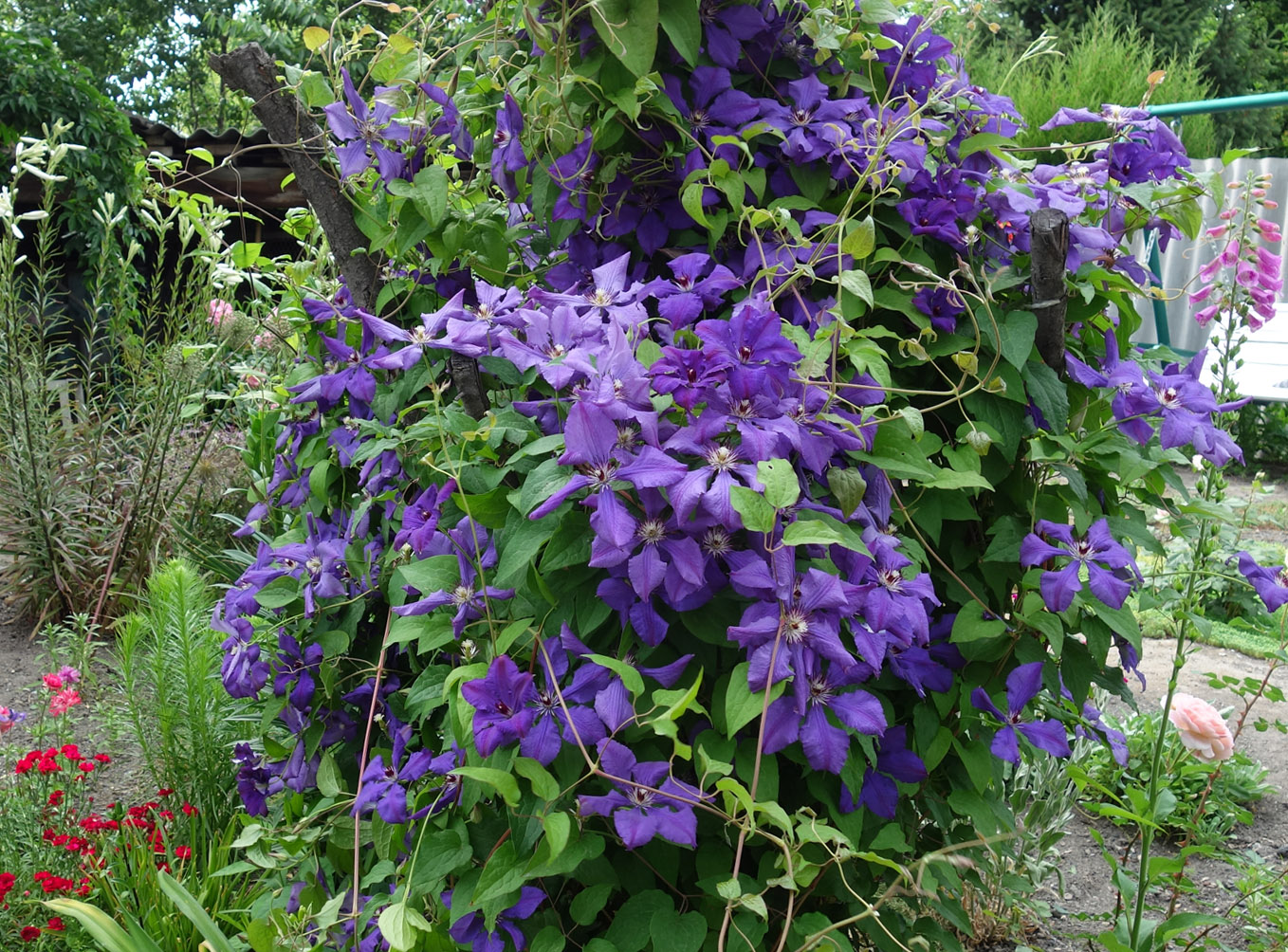 Изображение особи Clematis &times; jackmanii.