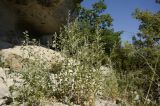 Atriplex rosea