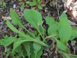 Erigeron annuus