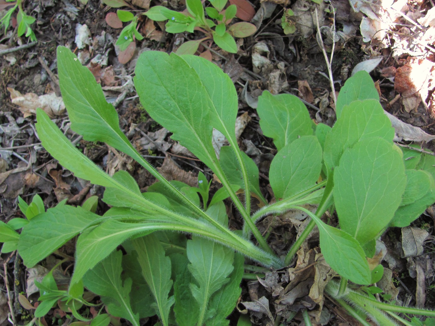 Image of Erigeron annuus specimen.