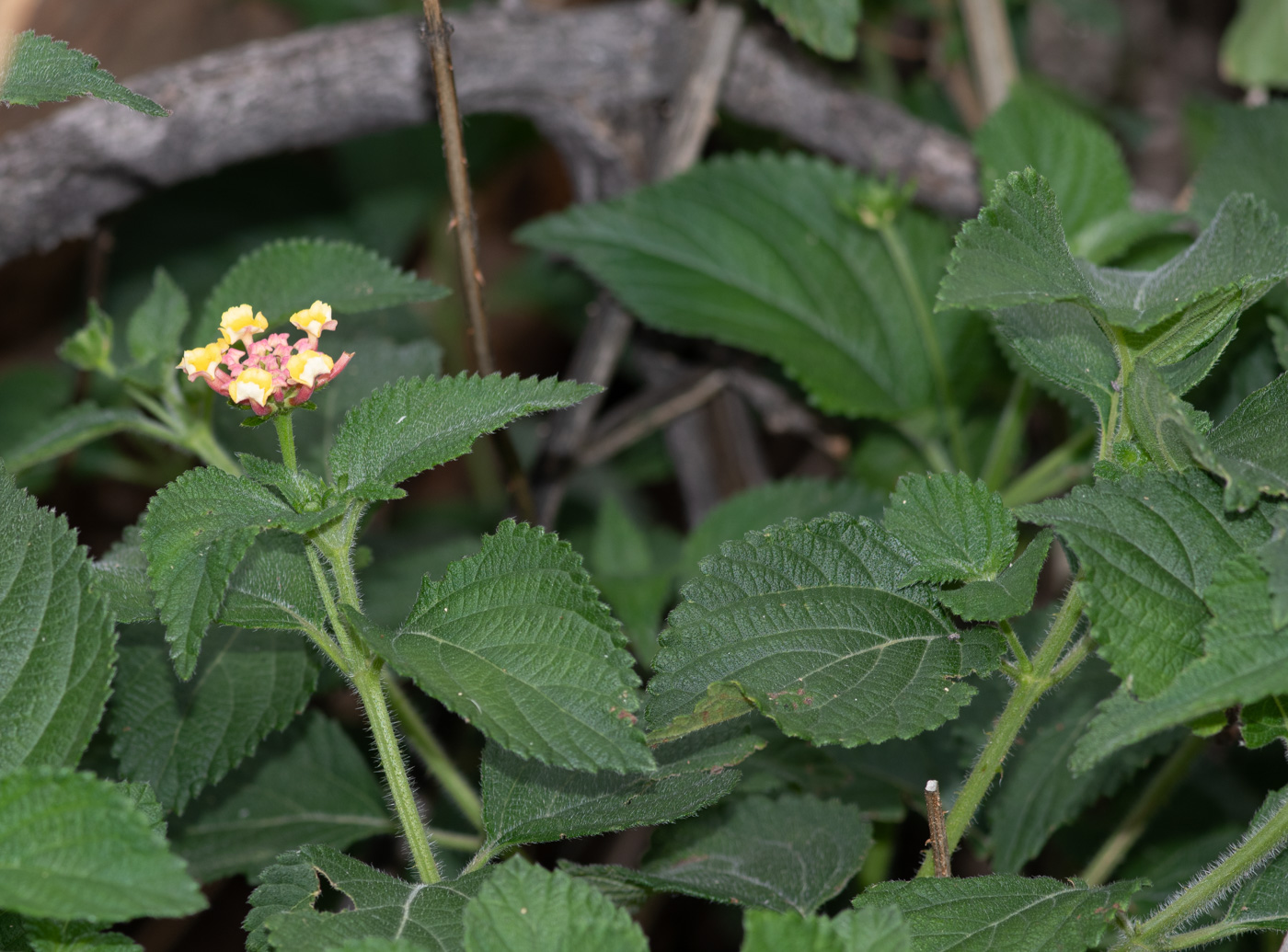 Image of Lantana camara specimen.