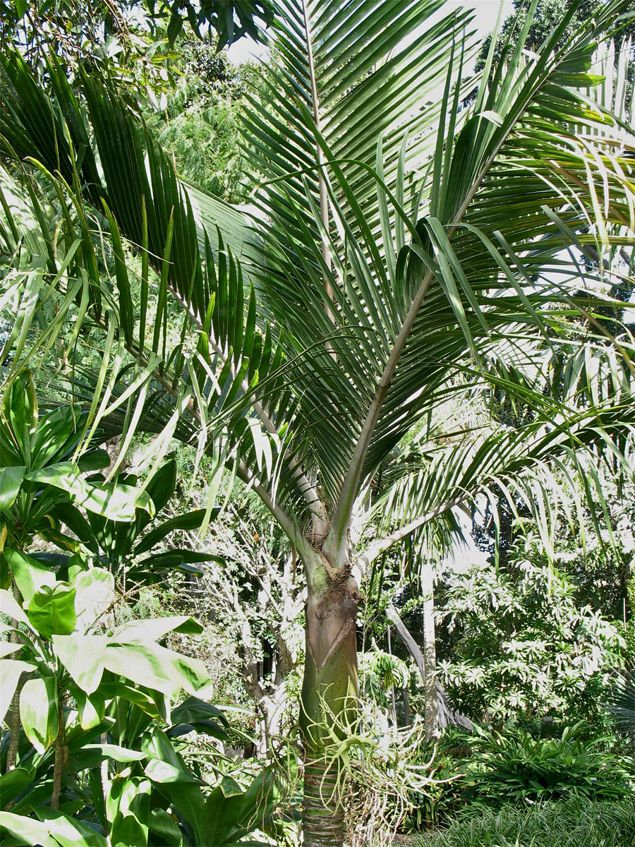 Image of Rhopalostylis baueri specimen.