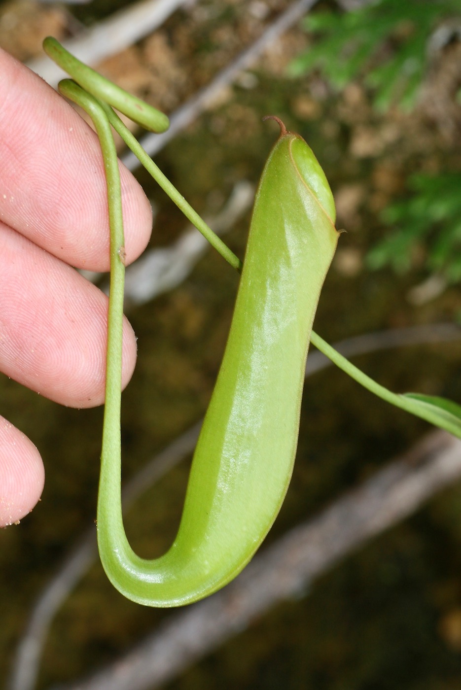 Изображение особи Nepenthes hirsuta.