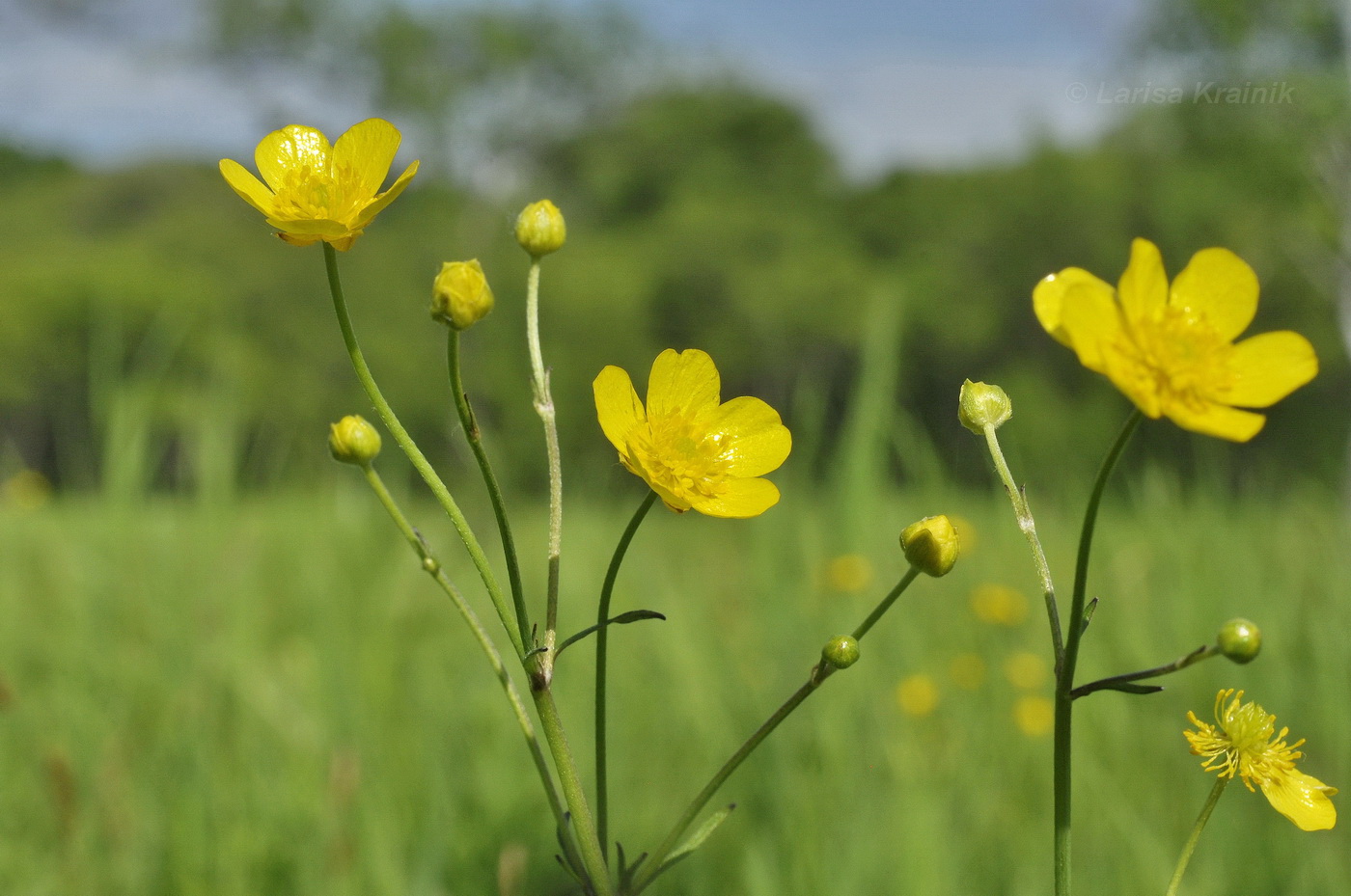 Изображение особи Ranunculus japonicus.