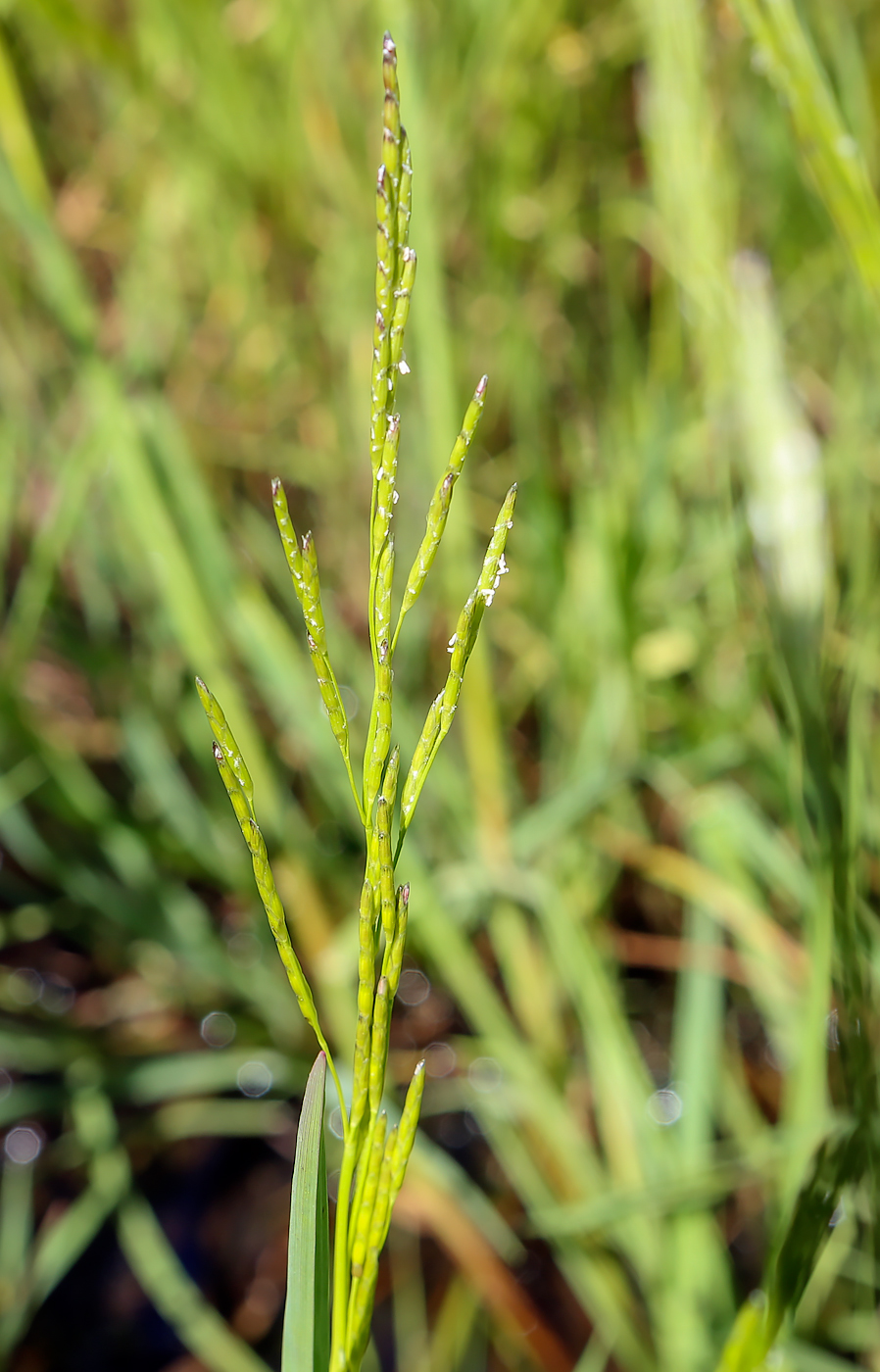 Image of Glyceria notata specimen.