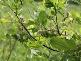 Salix aurita. Ветвь с вызревшими соплодиями. Ленинградская обл., Лужский р-н, пойма р. Луга у дер. Кемка. 10.06.2010.