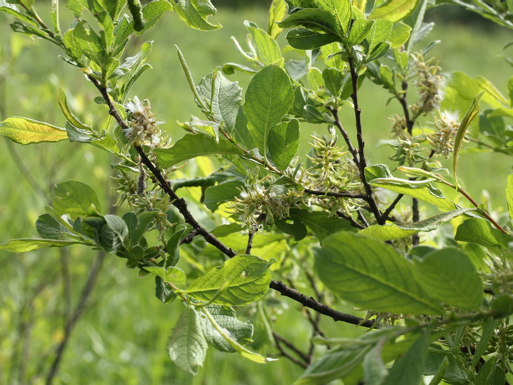 Image of Salix aurita specimen.