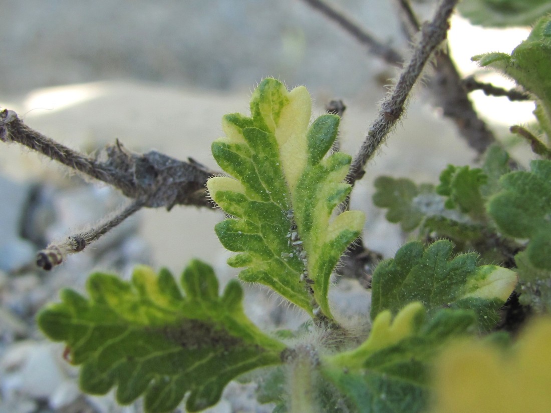 Image of Teucrium chamaedrys specimen.