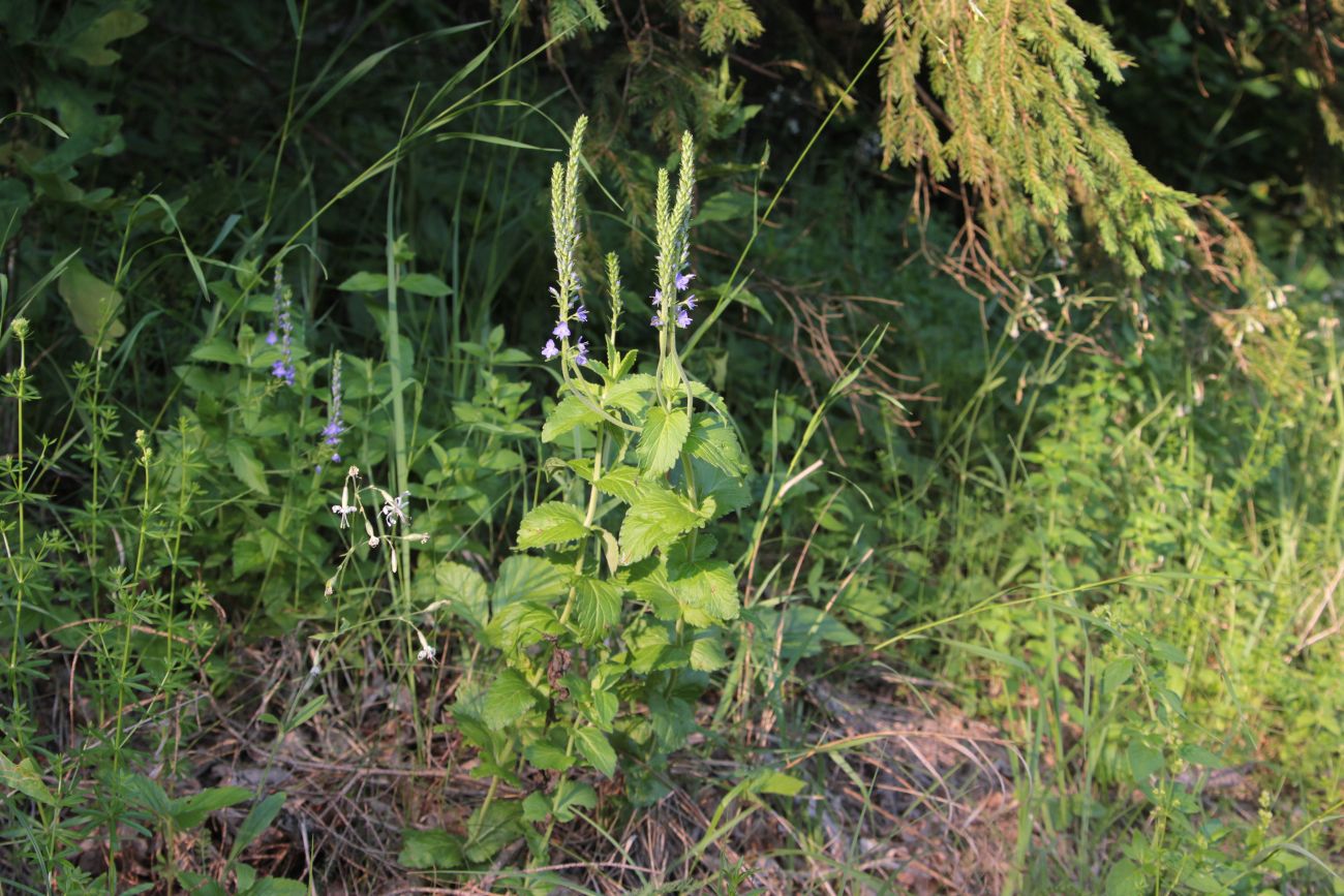 Изображение особи Veronica teucrium.