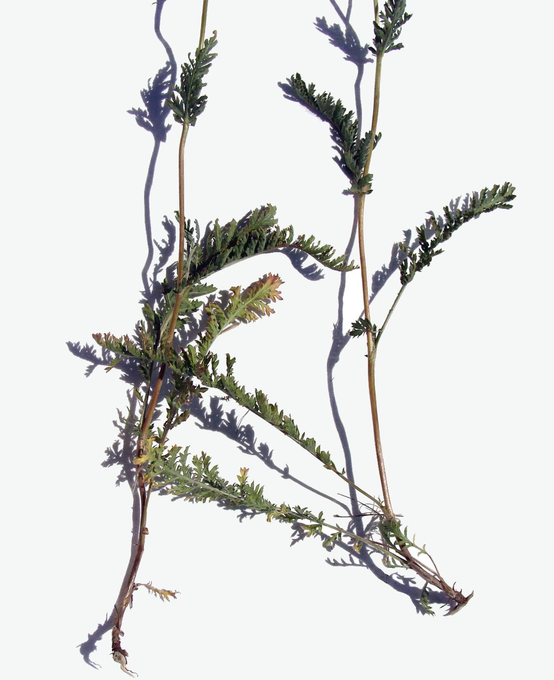 Image of genus Tanacetum specimen.