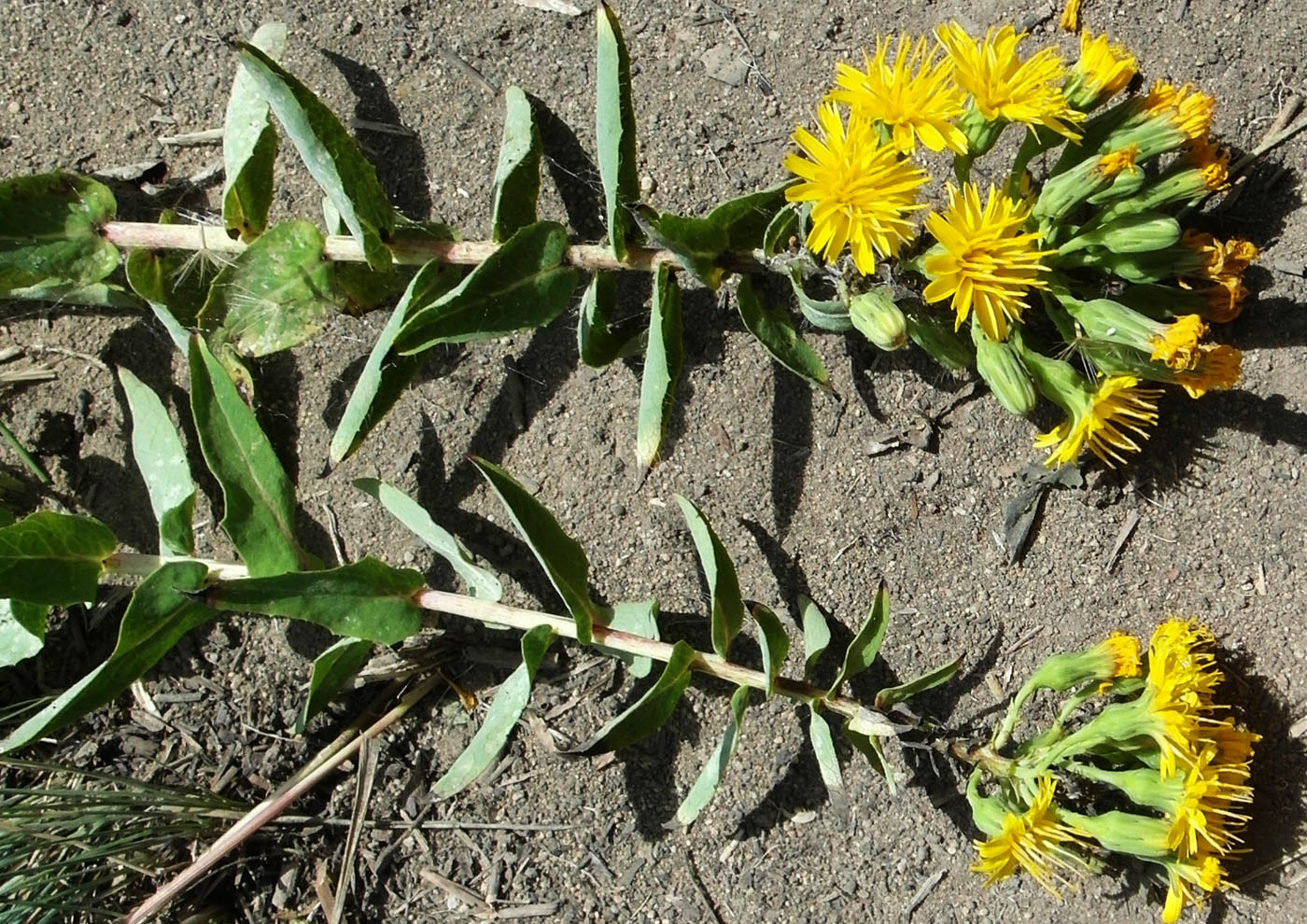 Image of Hieracium virosum specimen.