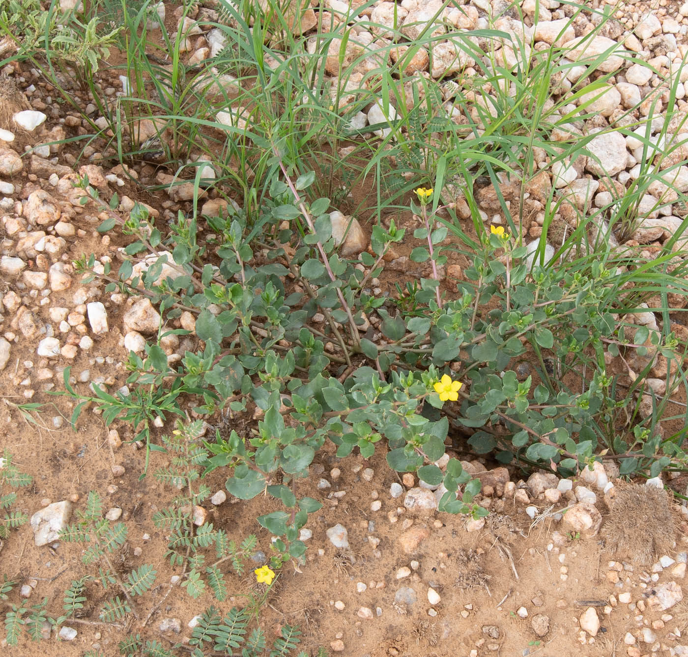 Image of Talinum caffrum specimen.