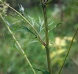 Artemisia vulgaris. Средняя часть побега. Пермский край, Оханский р-н, Тулумбаихинское сельское поселение, Кунчурихинский бор, опушка в смешанном лесу. 14.08.2020.