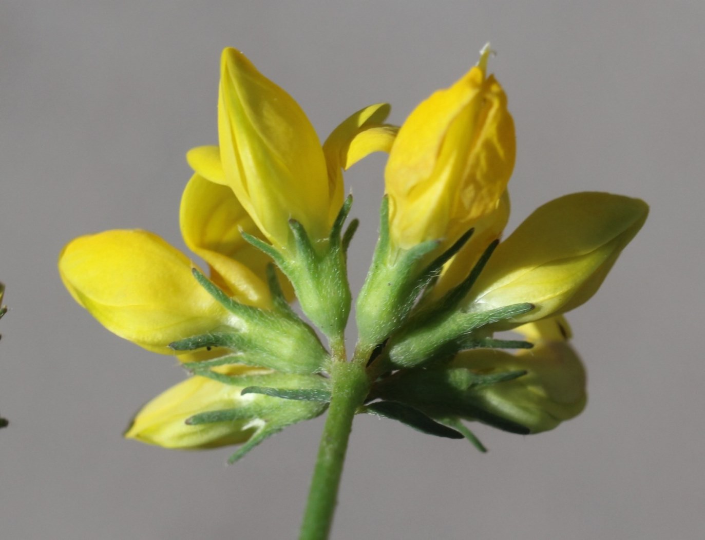 Image of Lotus × ucrainicus specimen.
