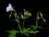 Geranium sylvaticum