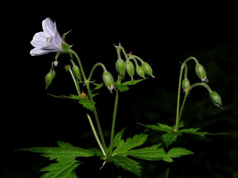 Изображение особи Geranium sylvaticum.